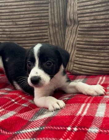 TWO Border Collie x Blue Heeler Pups left