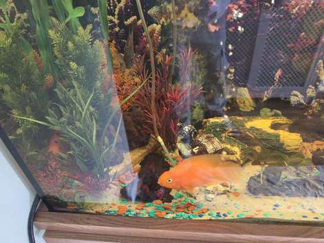 Tropical fish and tank