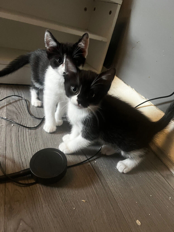 Twin babies x