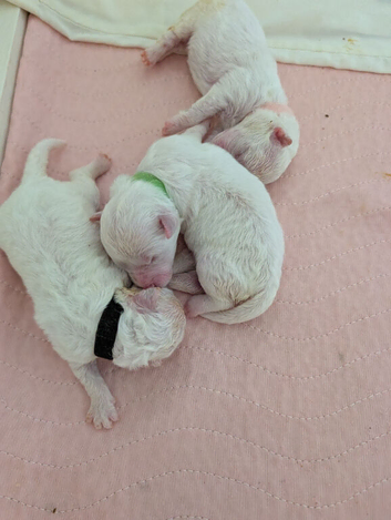 Cilla and Alfie have had puppies