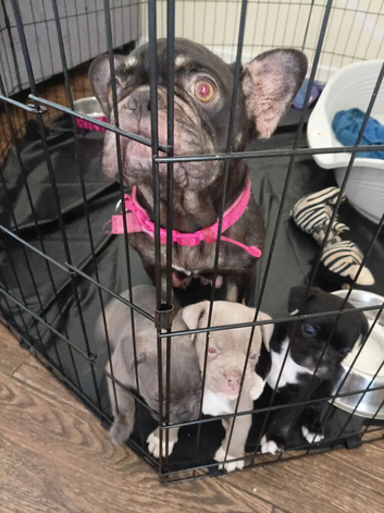 Pocket buĺly cross french bull dog