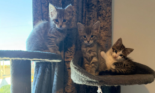 Brown & White Tabby Female