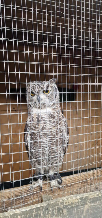 2 african eagle spotted owls