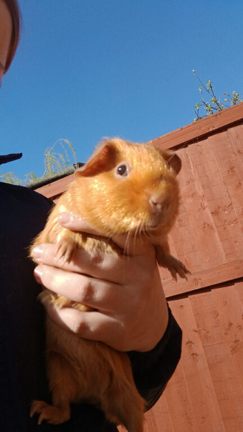 Guinea pigs bonded trio