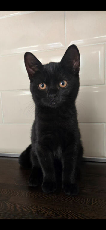 3 month old kitten