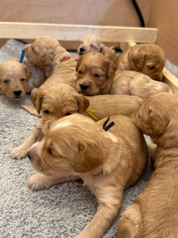 Exceptional F2 Miniature Cockapoo Puppies