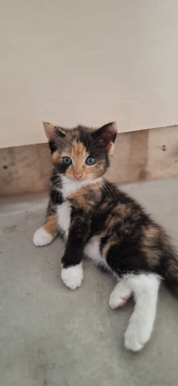Kittens