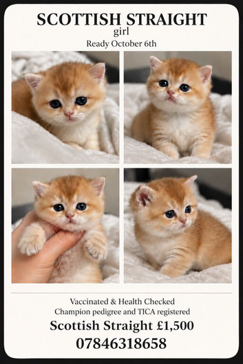 Scottish Straight Kitten