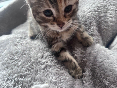Stunning 9 week old kittens