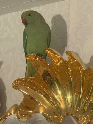 Indian ringneck