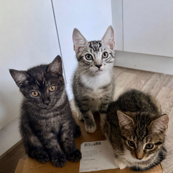 Maine Coon kittens x