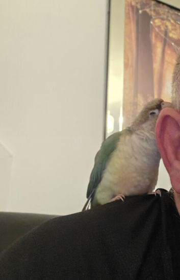Silly tame conure