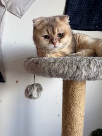 1 Year old Scotish fold for Rehoming