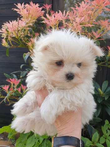 Asian Toy Poodle Maltipoo puppy