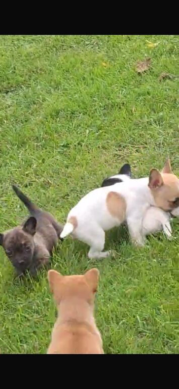 ADORABLE chihuahua X Boston terrier