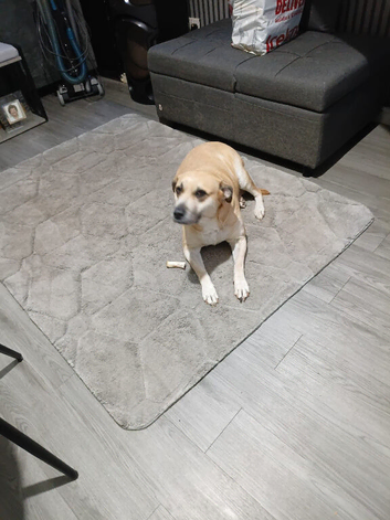 Penny the Labrador cross staff