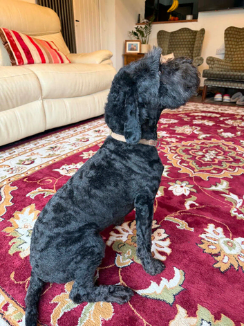 3 year old male small sproodle
