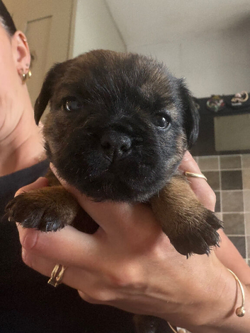 KC Border Terrier Pups