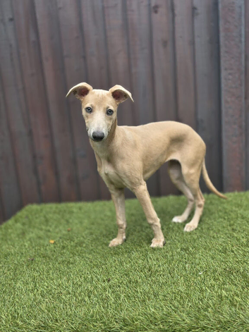 Whippet Female Pup 14 Weeks Old NOT KC