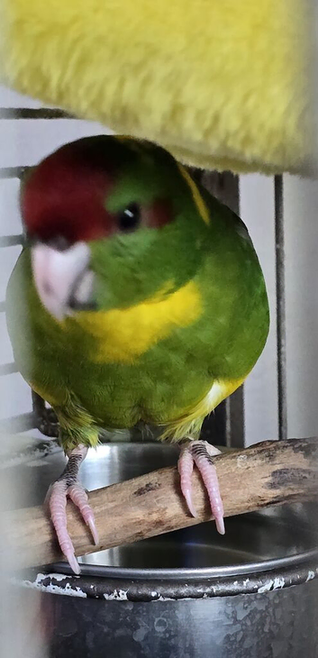 Kakarikis Handreared