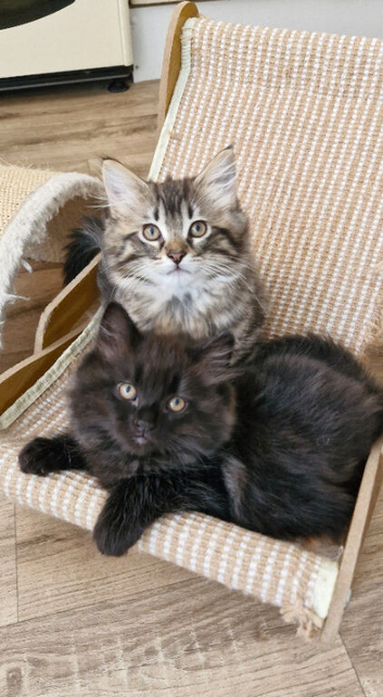 Ragdoll mix kittens. Possible delivery