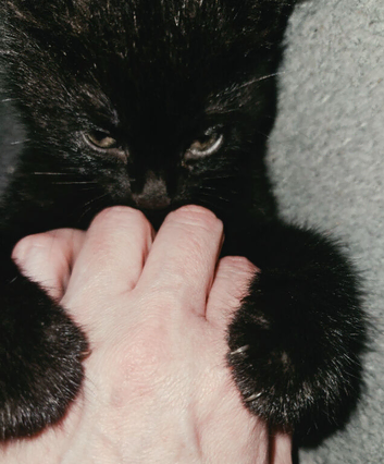 8 week old female kittens