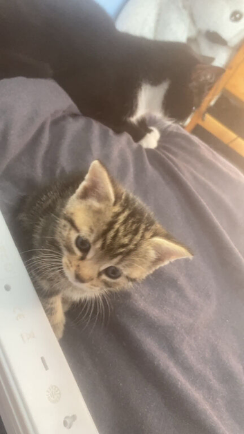 2 beautiful kittens