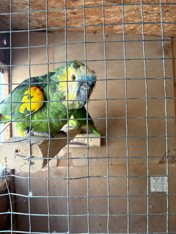 Proven pair of blue front Amazon for sale
