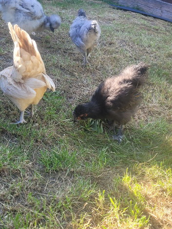 Silkie x serama