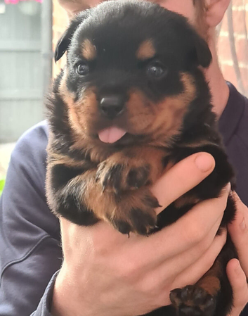 Stunning kc registered German bred rottweiler puppies