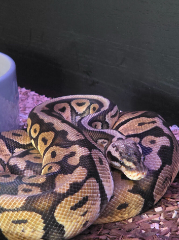 Fire fly pastel x banana fire bee (female)