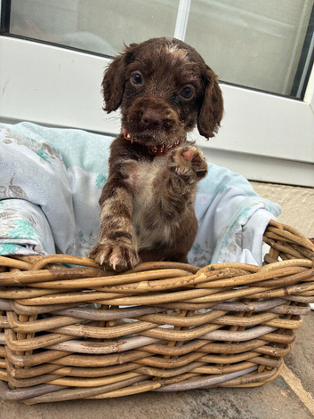 Beautiful cockapoo puppies