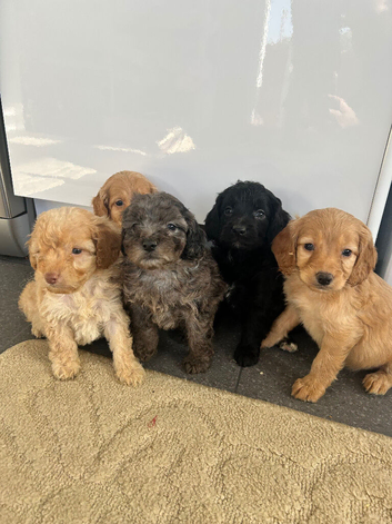 Stunning F1B cockapoo pups