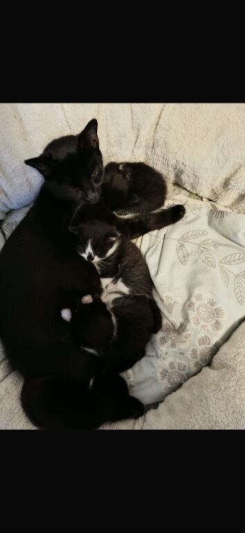 Kitten