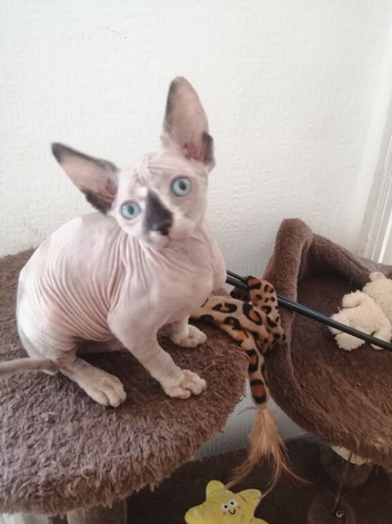 Sphynx kitten with a sky blue eyes
