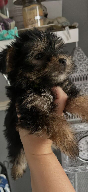 6 Pure breed pedigree puppies