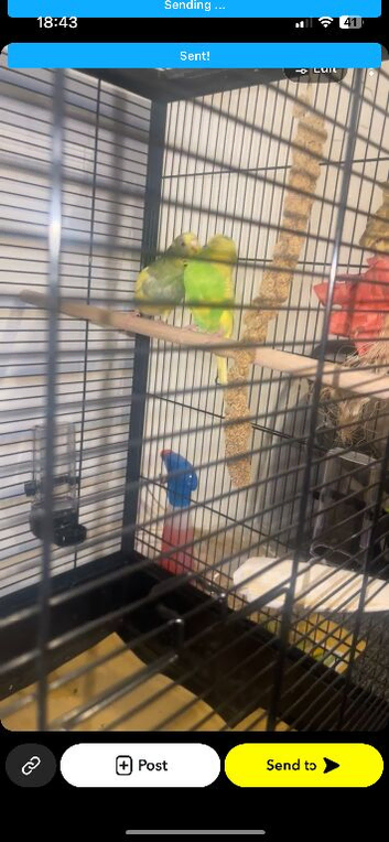 Cute budgies