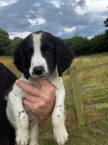 KC registered springer dog pup very well bred