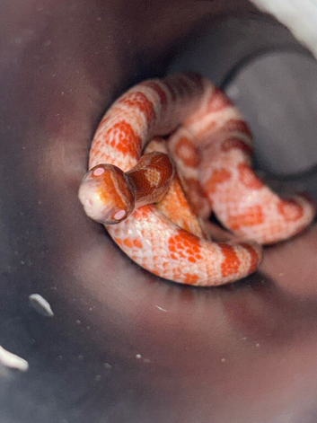 2 corn snakes. Girl is white and pink and boy is brownish orange
