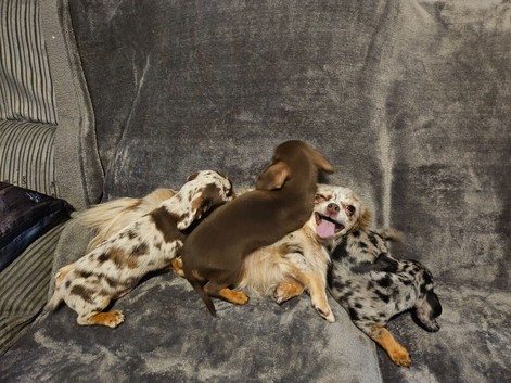 Chihuahua x dachshund