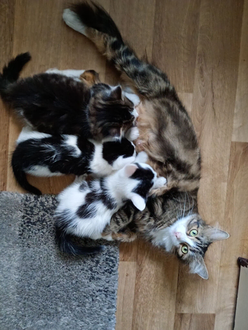 8 week old kittens