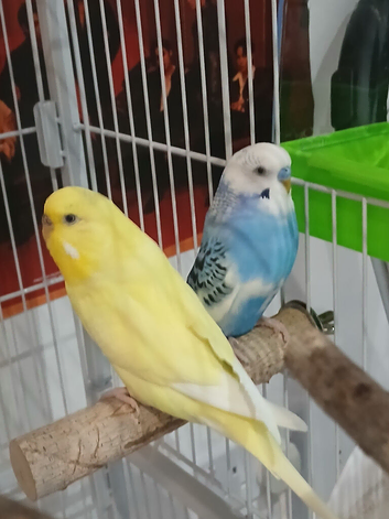 2 Budgies (Already Rehomed)