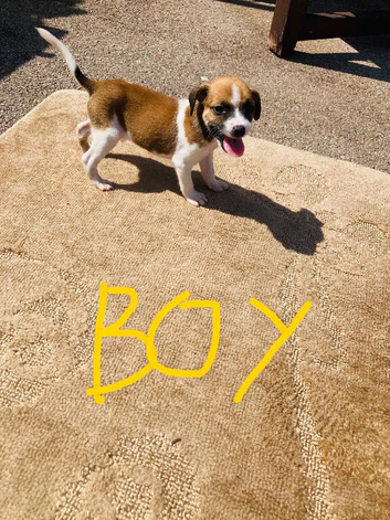 Jack Russell puppies
