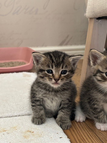Half ragdoll kittens for sale