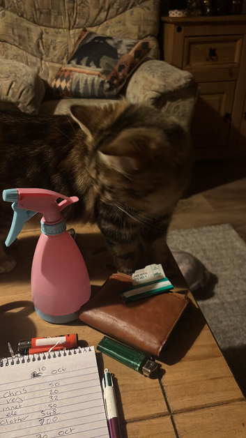 Need a home for my second cat my first cat doesn't get on with her