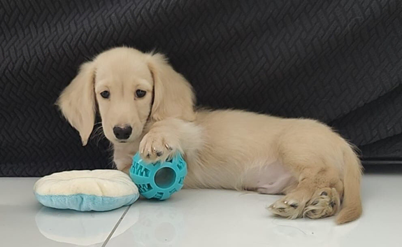 Beautiful True English Cream Long-Haired Miniature Dachshund Puppy &ndash; KC Registered