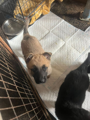 Belgium shepherd puppys