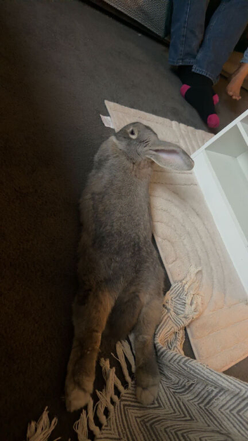 Giant continental x French lop