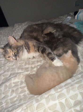 Female kittens