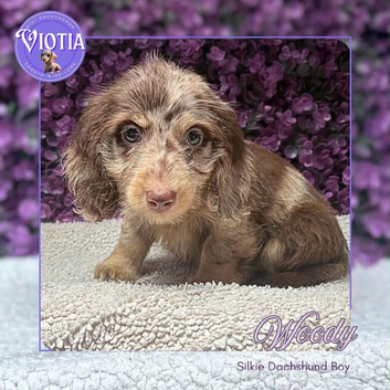 Beautiful Miniature Dachshund Puppies Ready Now